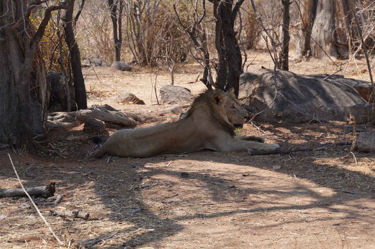 Ruaha National Park