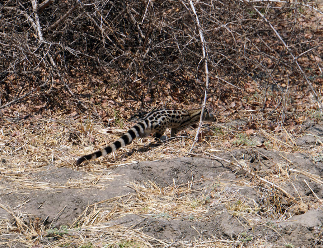 Ruaha National Park, Genet