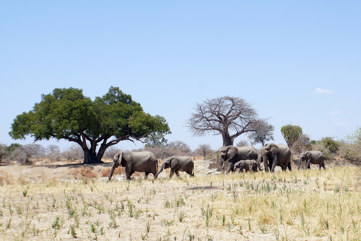 Ruaha National Park