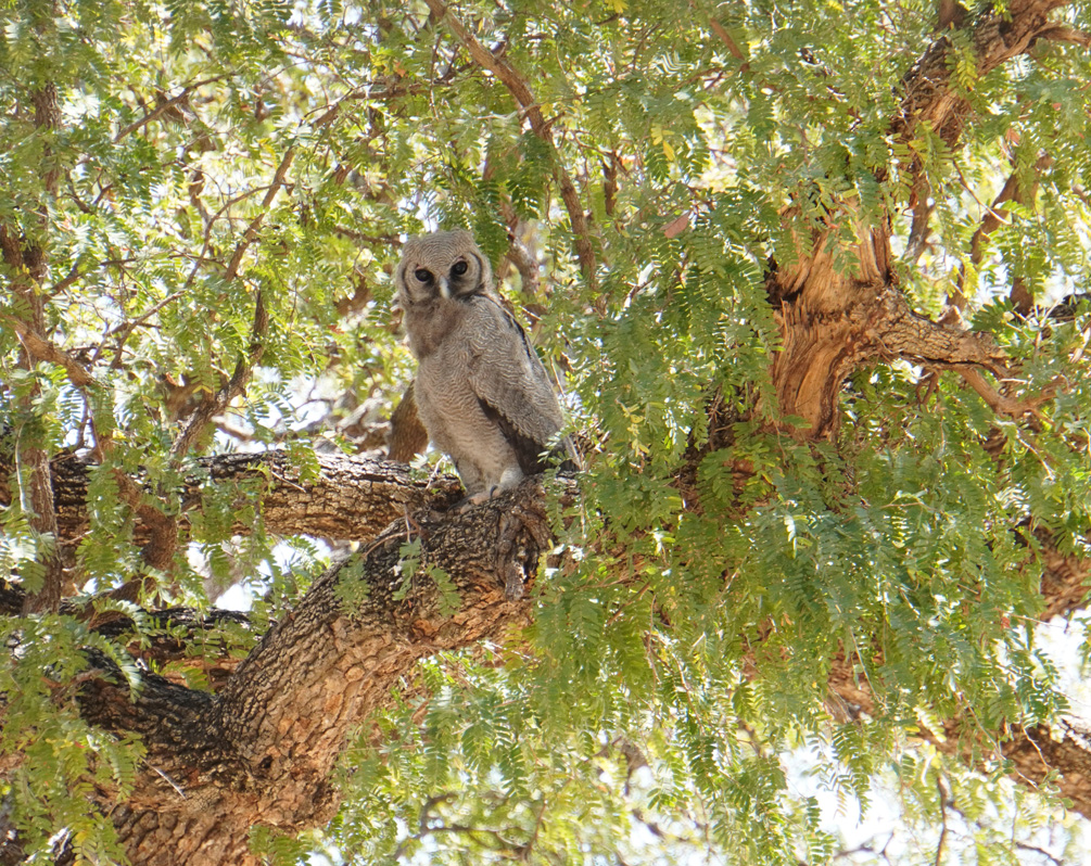 Ruaha National Park, "Owl Eagle"