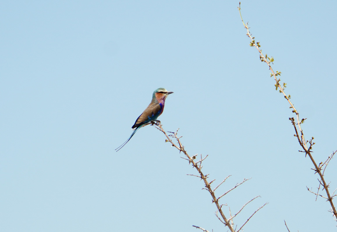 Ruaha National Park