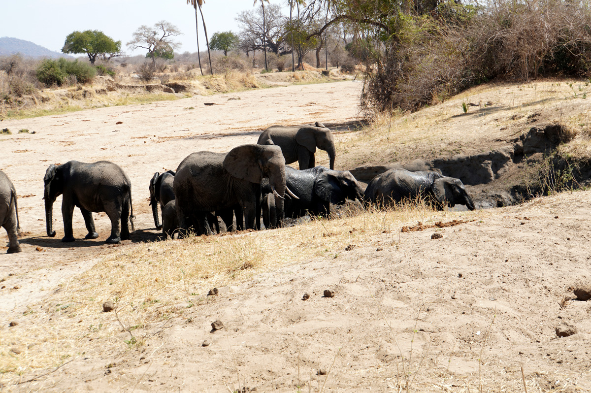 Ruaha National Park, Mud Bath