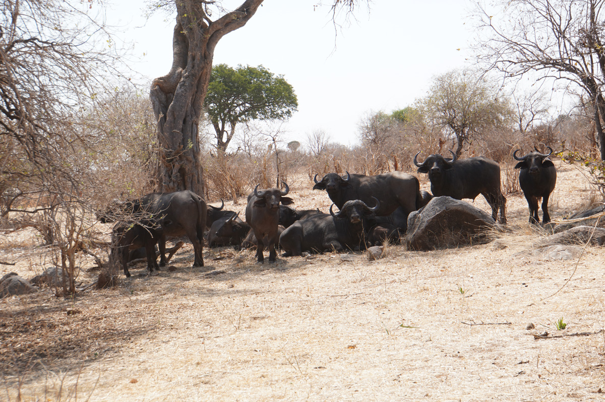 Ruaha National Park, Stoopid Water Buffalo