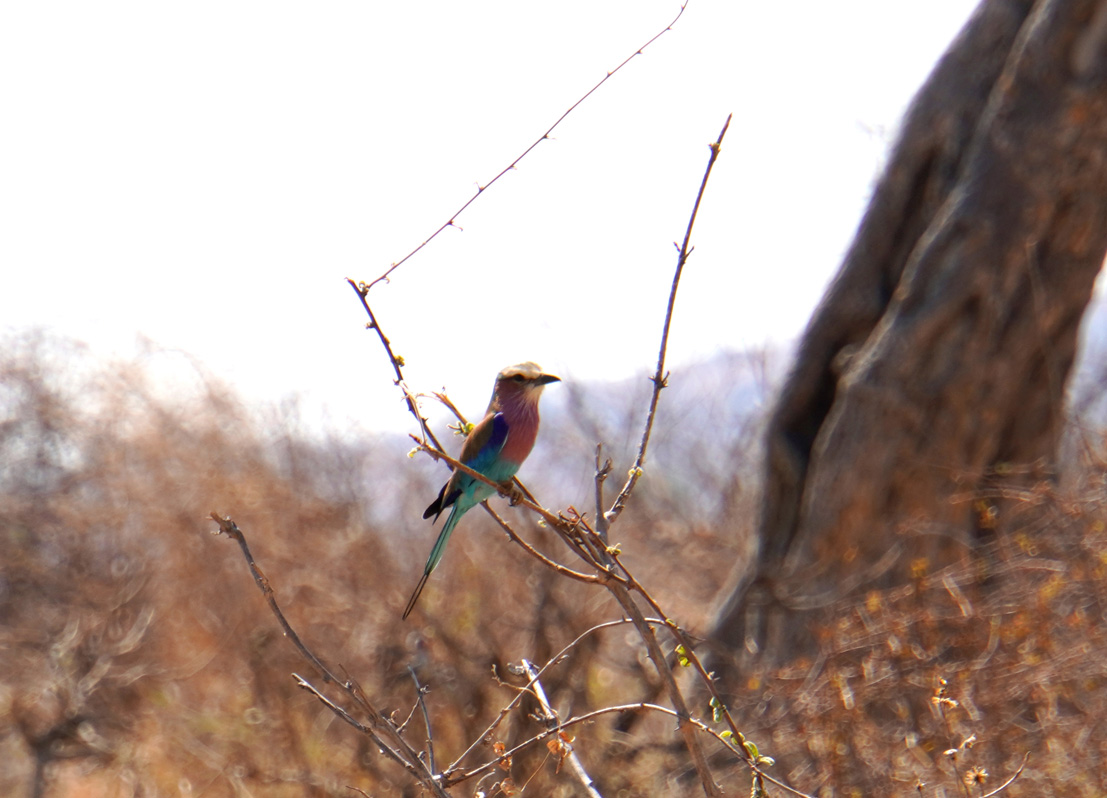 Ruaha National Park