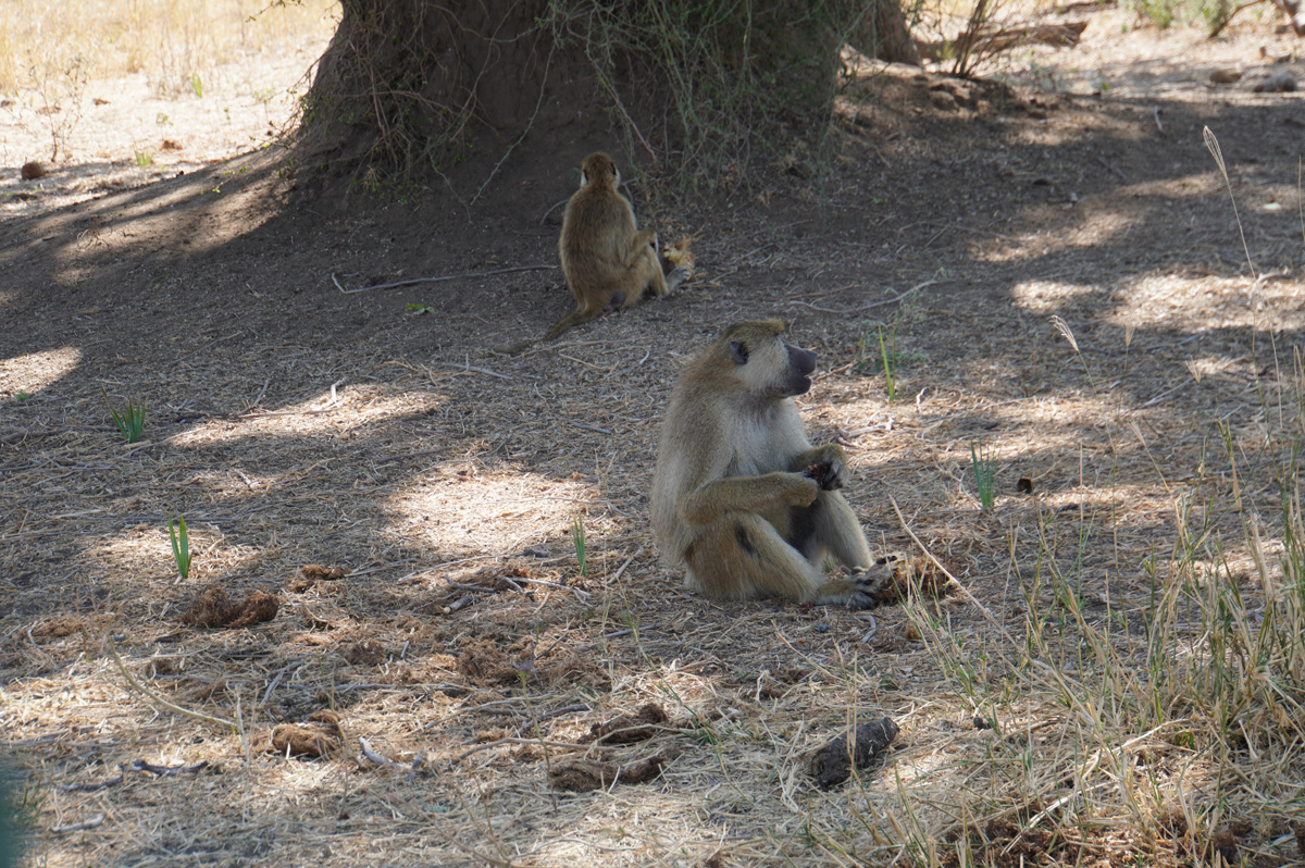 Ruaha National Park, Stoopid baboons