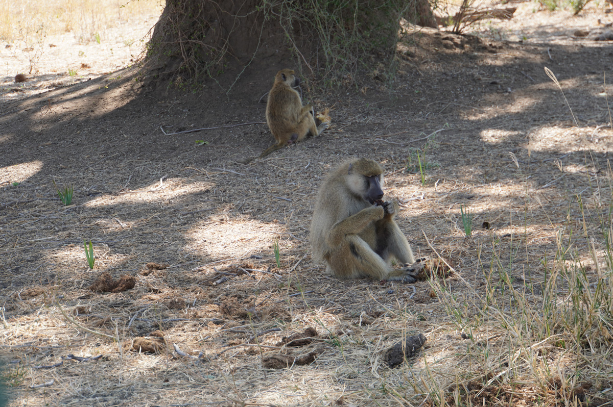 Ruaha National Park, Stoopid baboons
