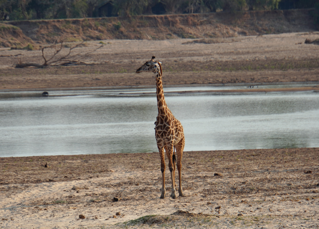 Giraffes