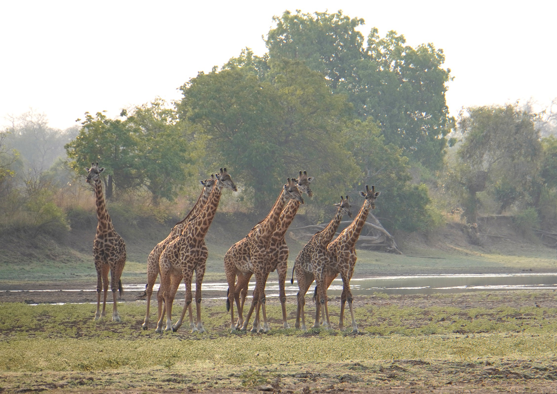 Giraffes, Males crowd after an active female