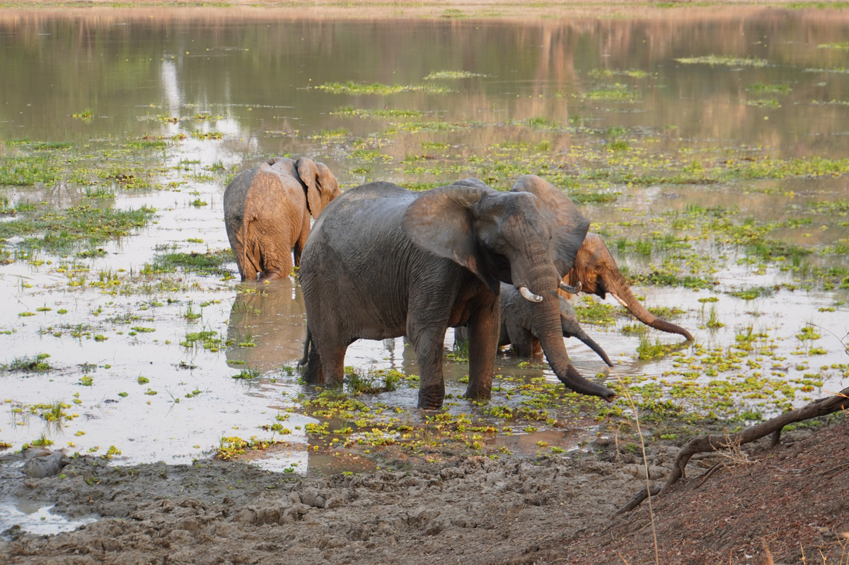 Elephants