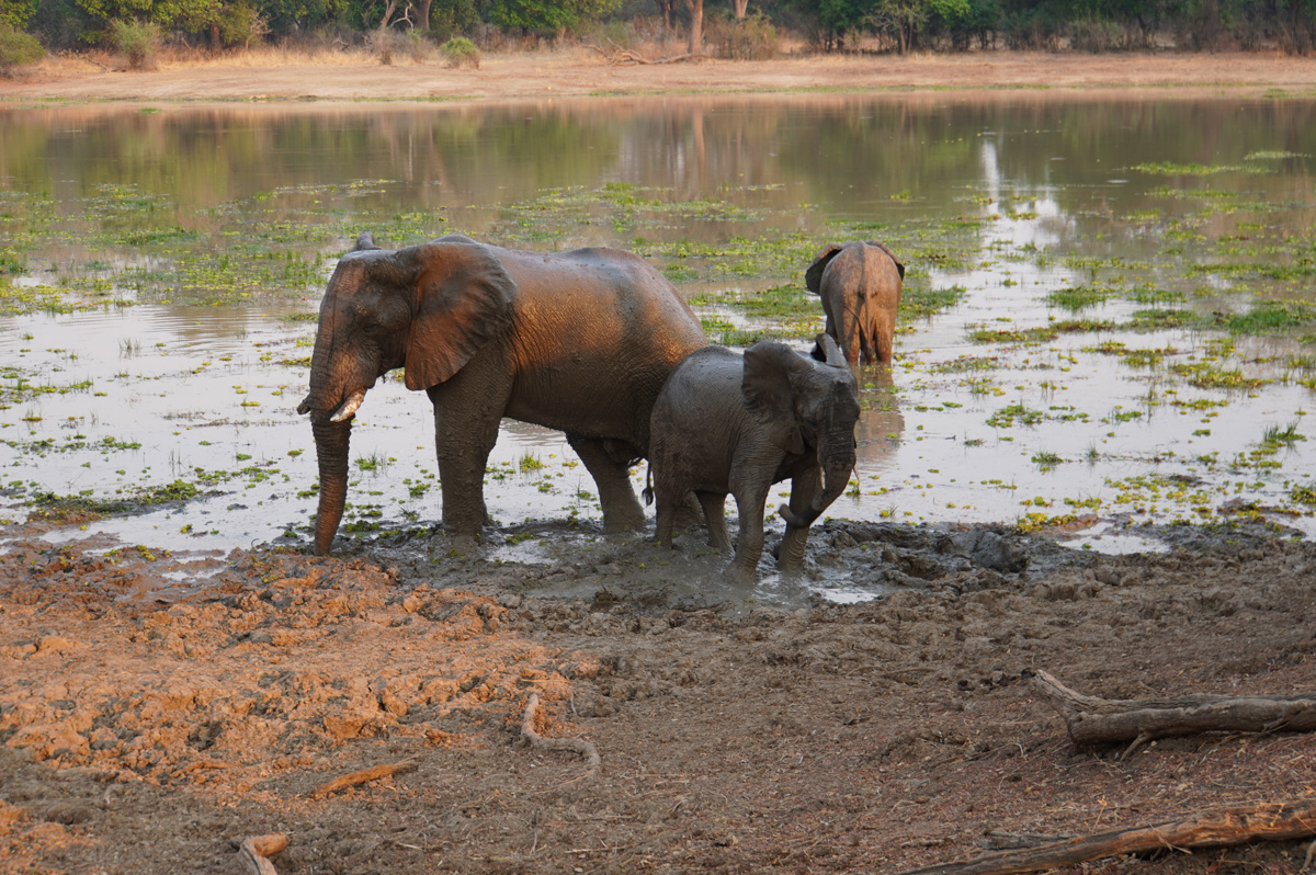 Elephants