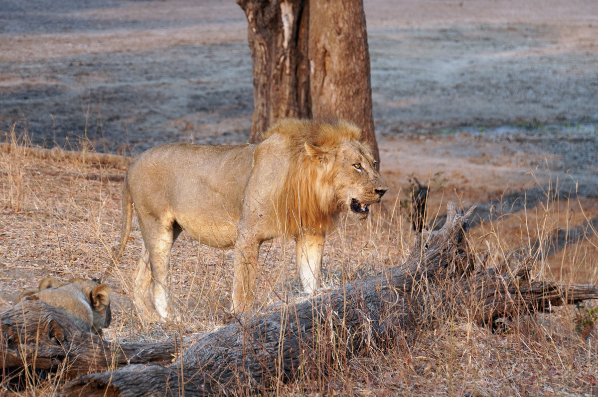 Lions