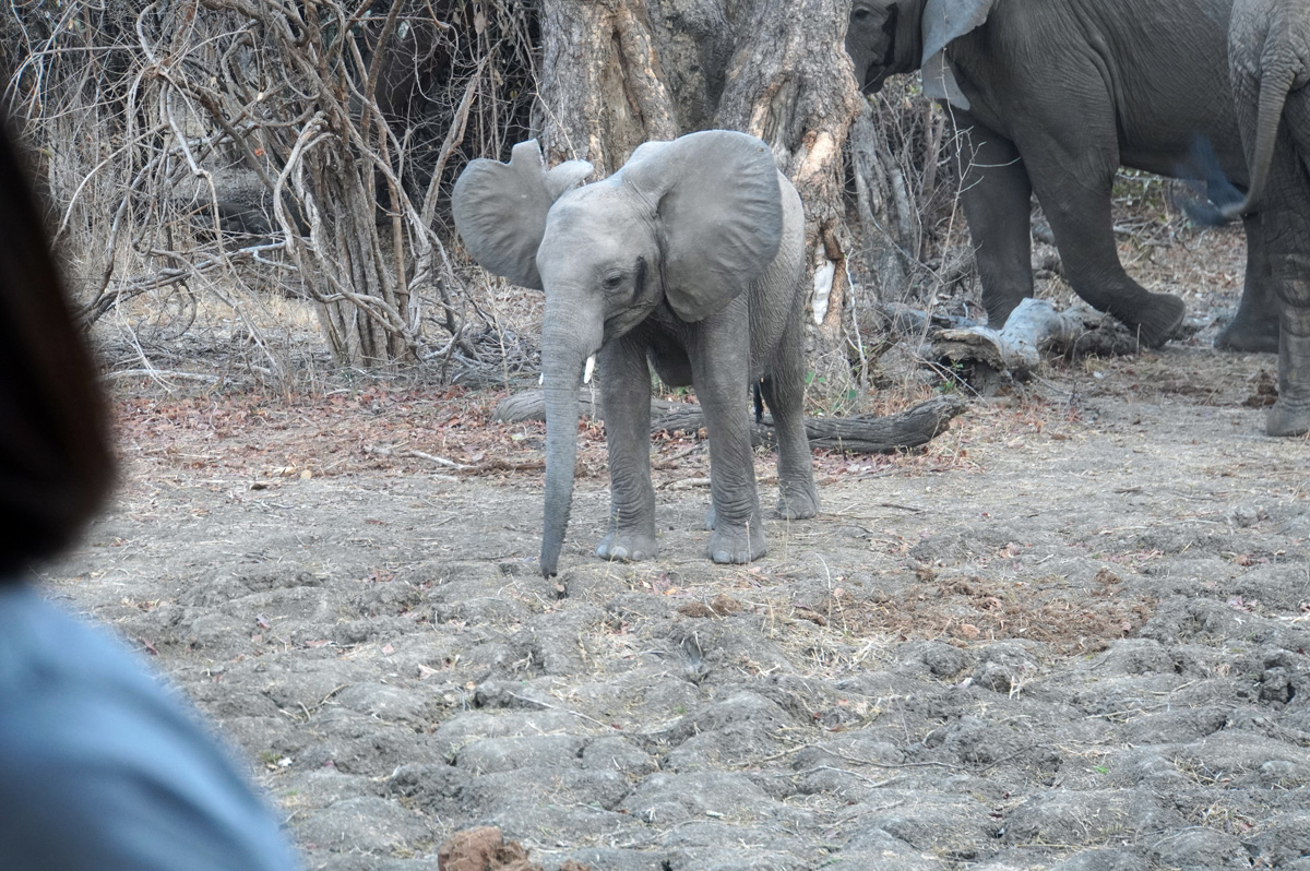 Elephants