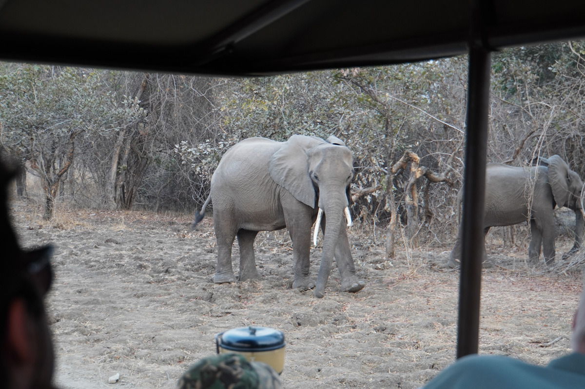 Elephants