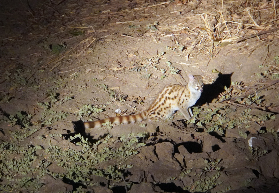 Other Animals, Large-spotted Genet (by torchlight)