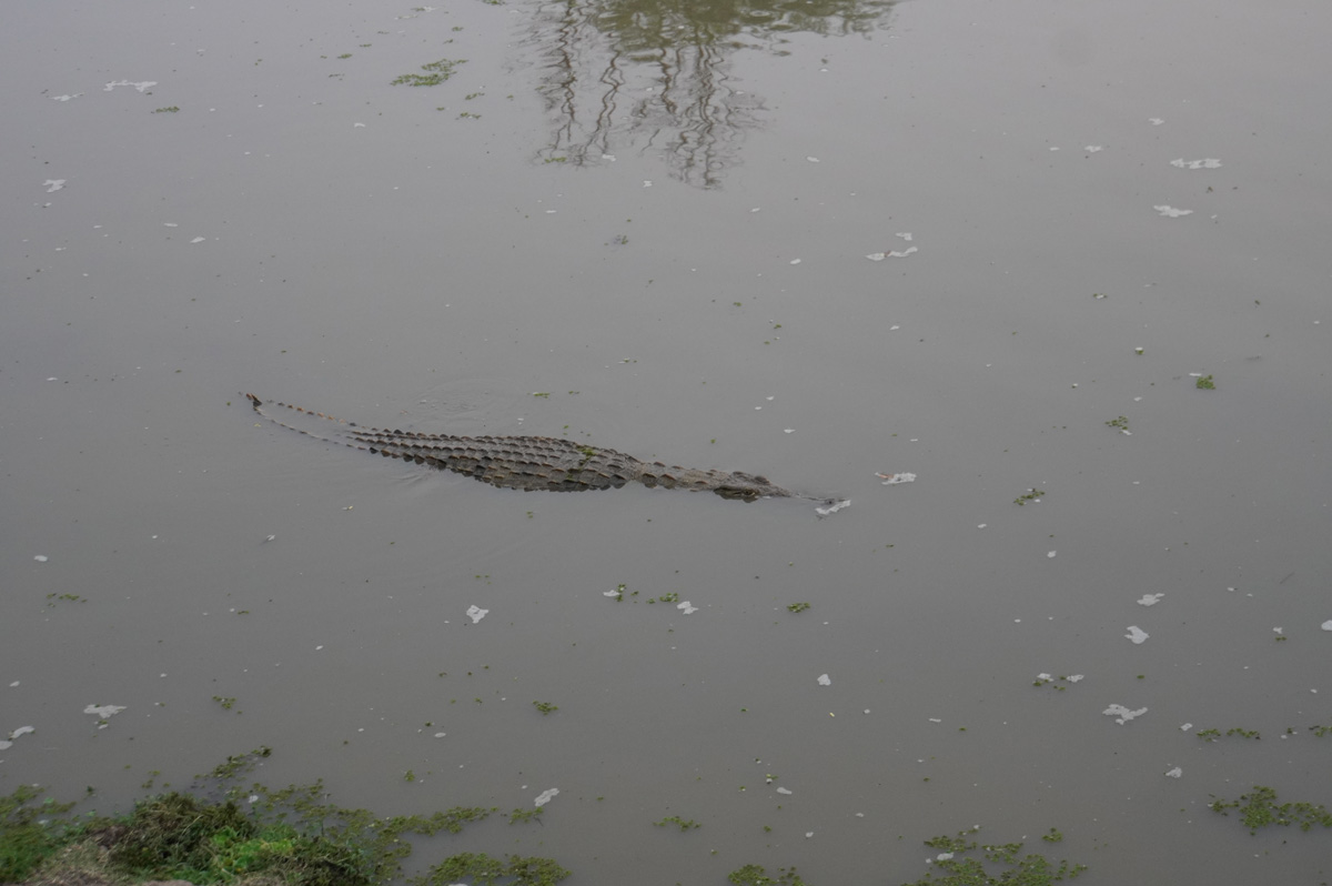 Other Animals, Lurking Crocodile