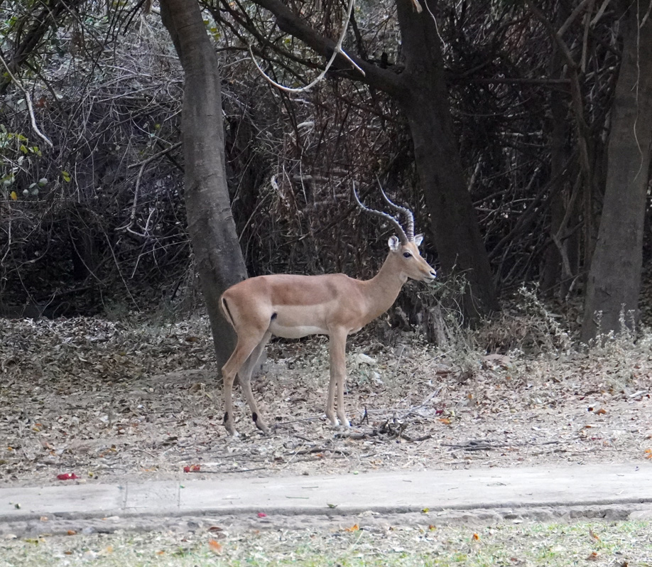 Other Animals, Elegant Impala