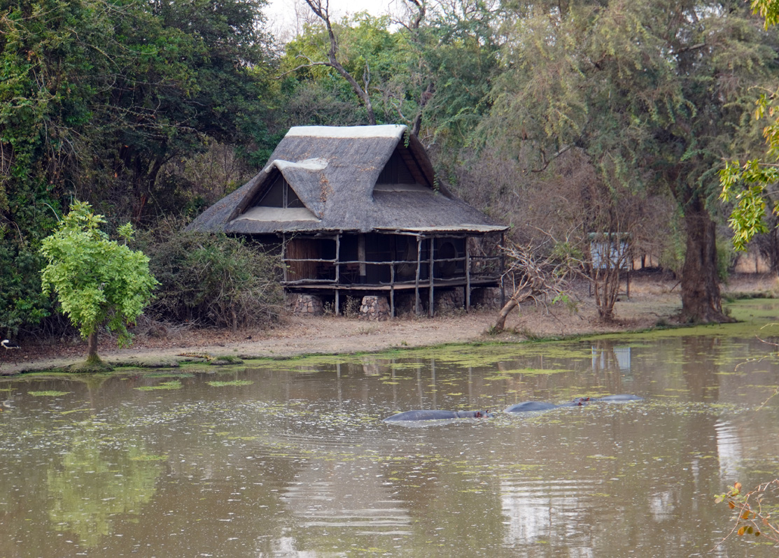 Around South Luangwa, Mfuwe Lodge cabin + hippos