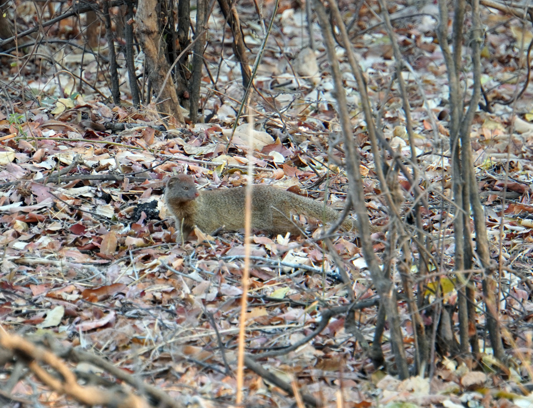 Other Animals, Slender Mongoose