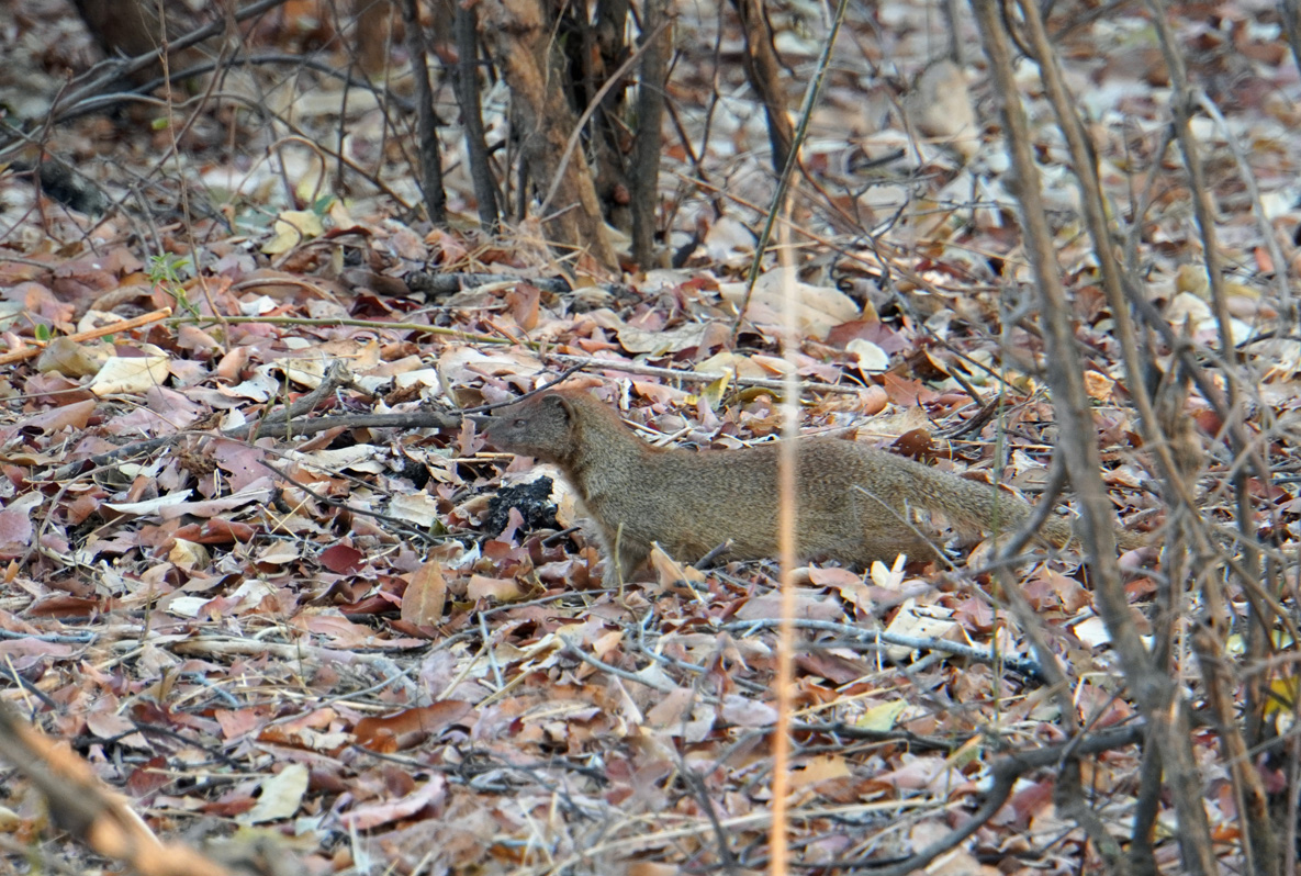 Other Animals, Slender Mongoose