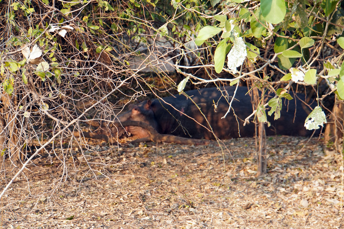 Hippos, Injured hippo, staying on land to heal
