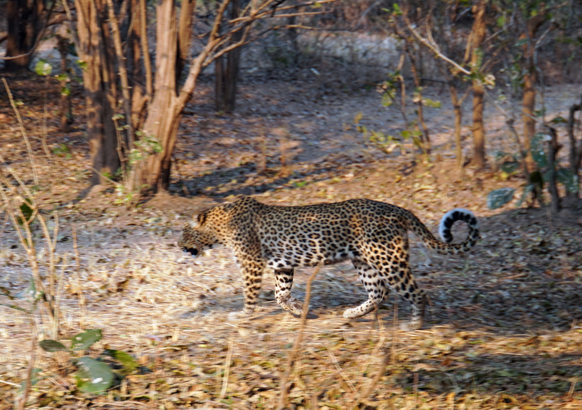 Leopards