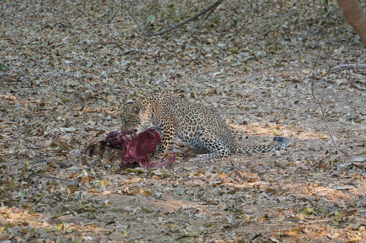 Leopards