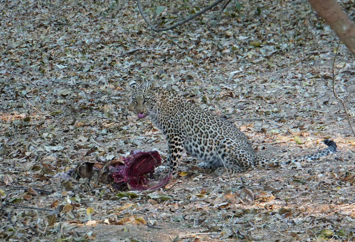 Leopards, Great camouflage against the leaves