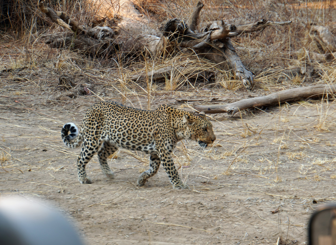Leopards
