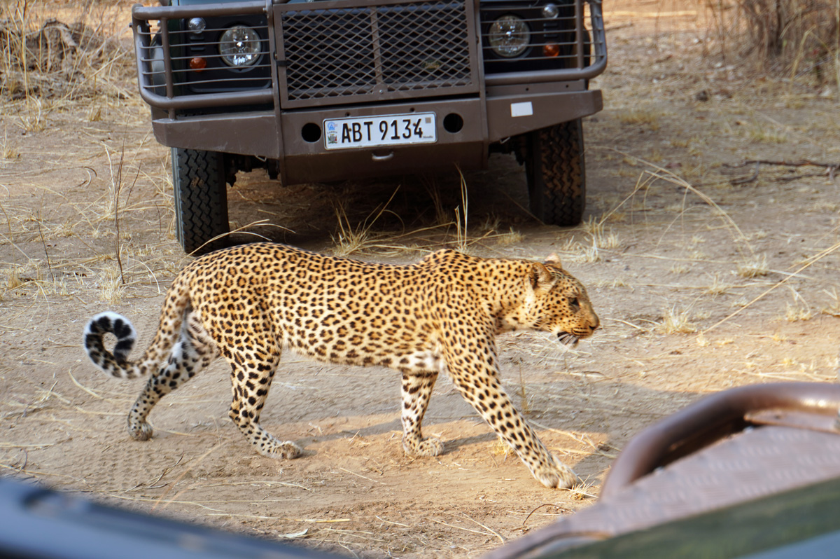 Leopards