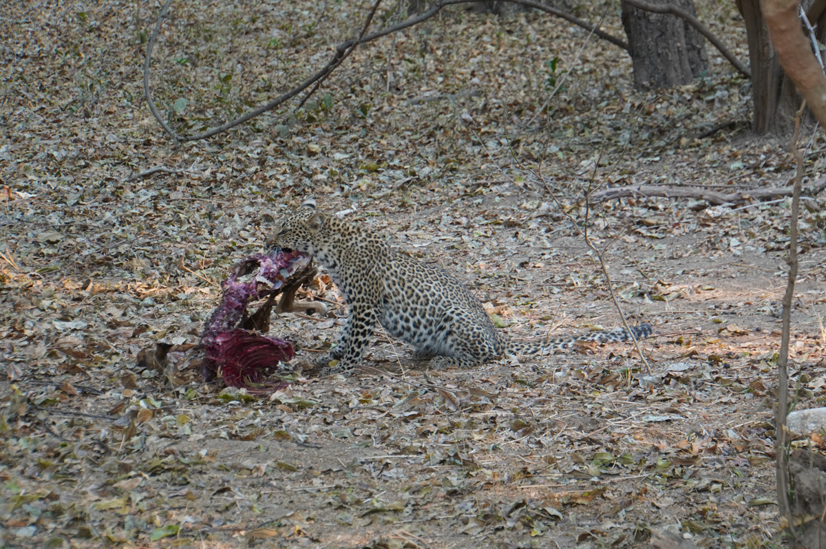 Leopards