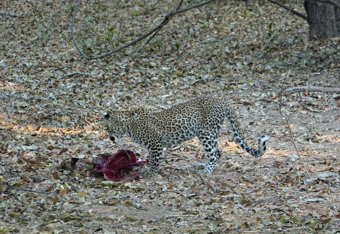 Leopards
