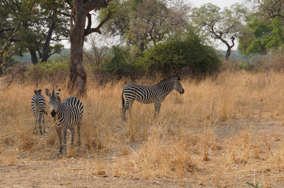 Other Animals, Elegant Zebra