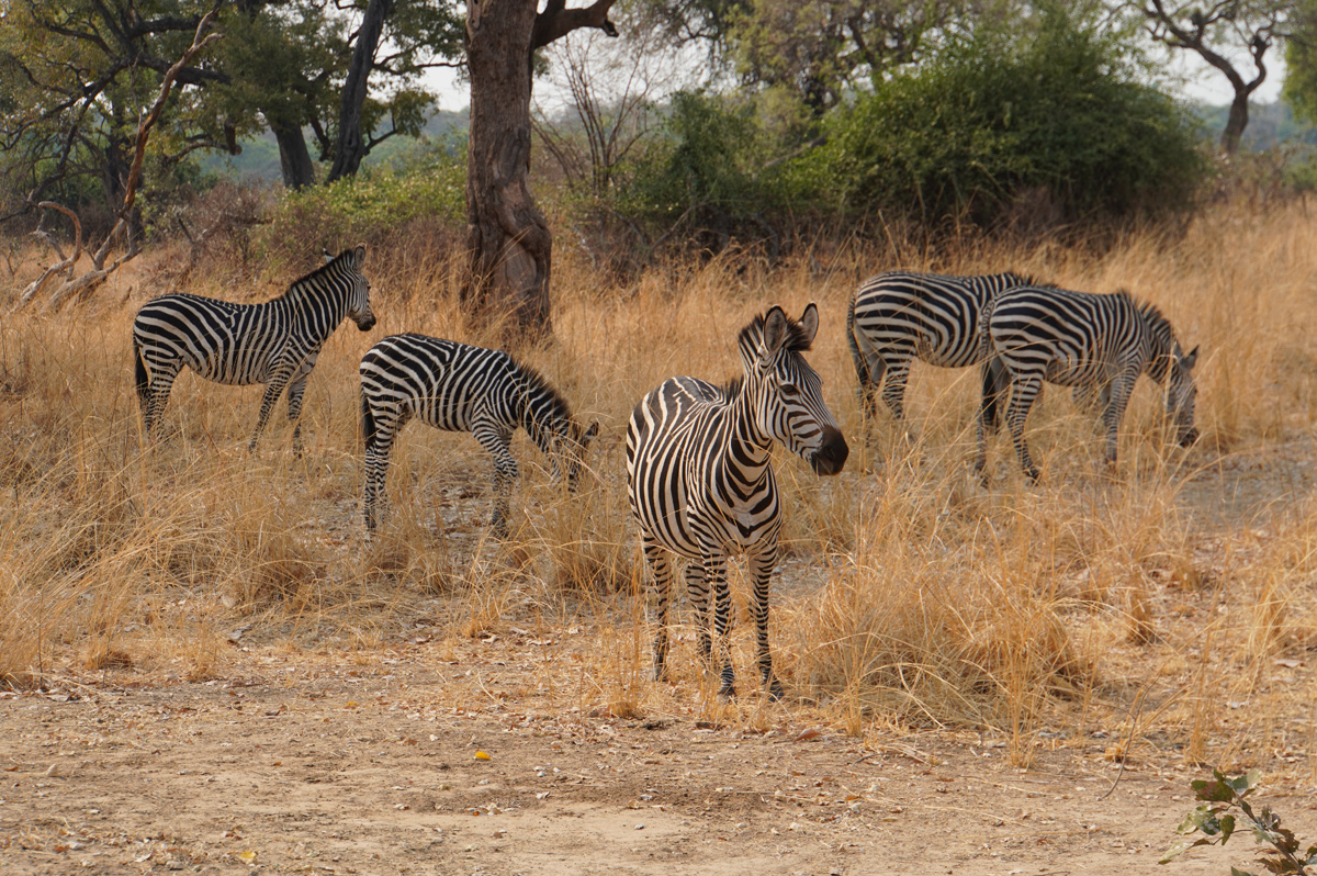Other Animals, Elegant Zebra
