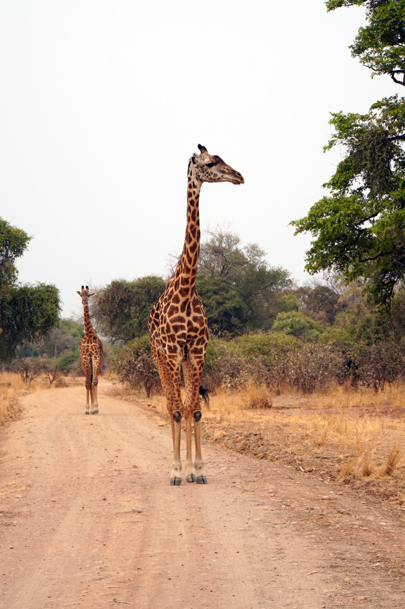 Giraffes