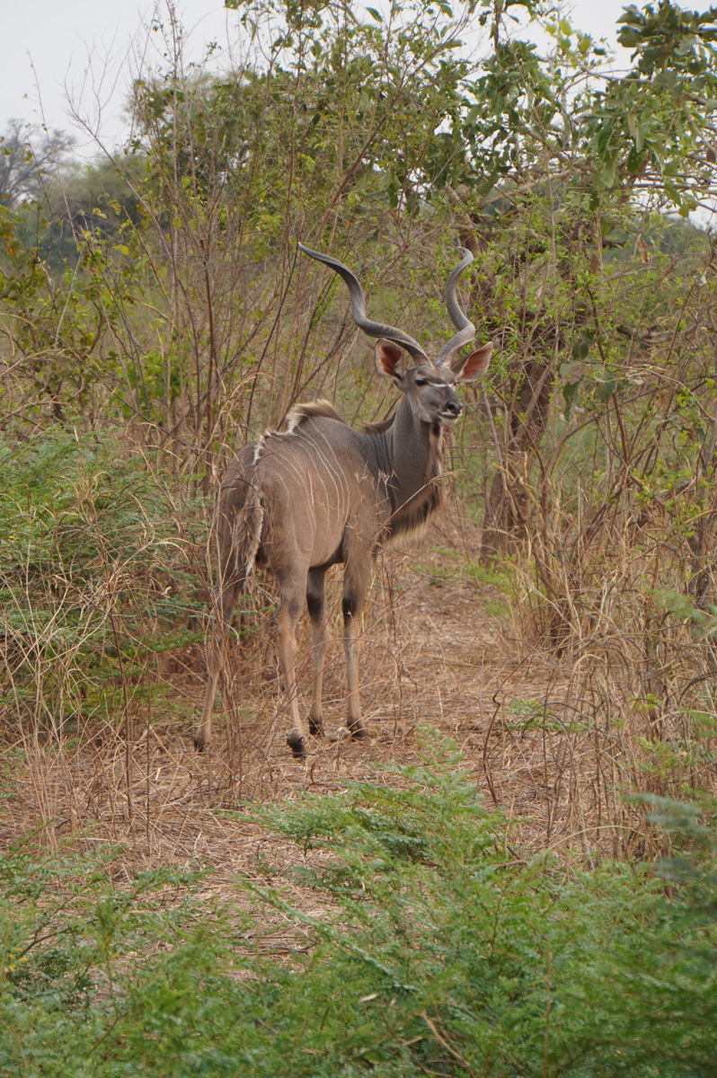 Other Animals, Greater Kudu