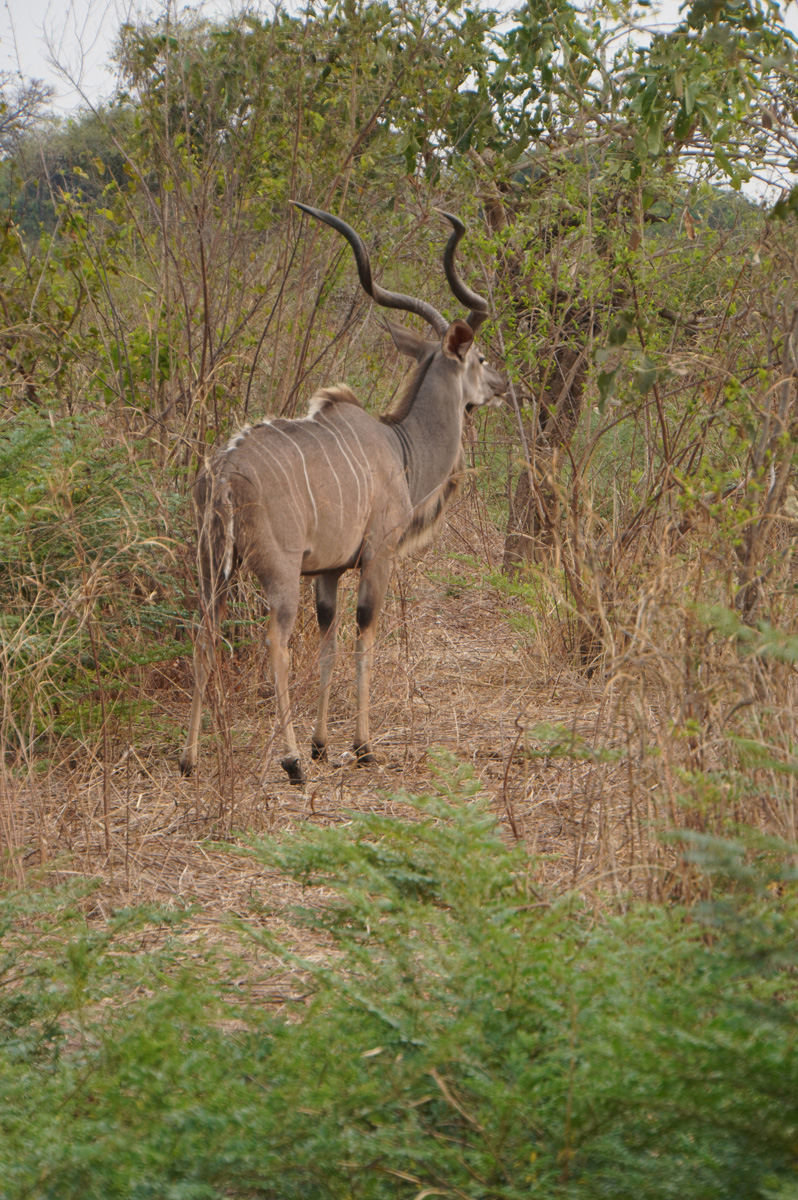 Other Animals, Greater Kudu