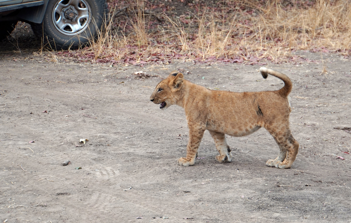 Lions