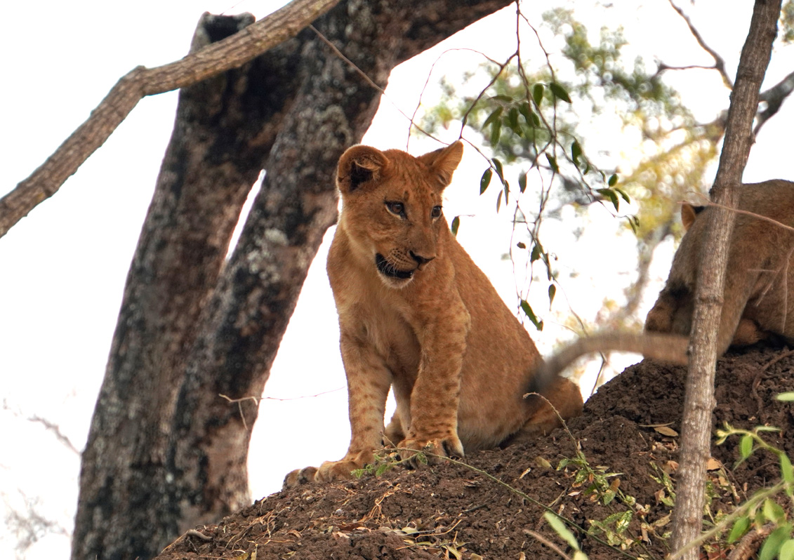 Lions