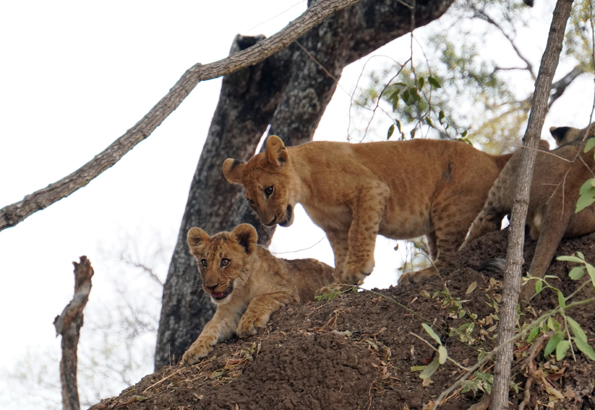 Lions