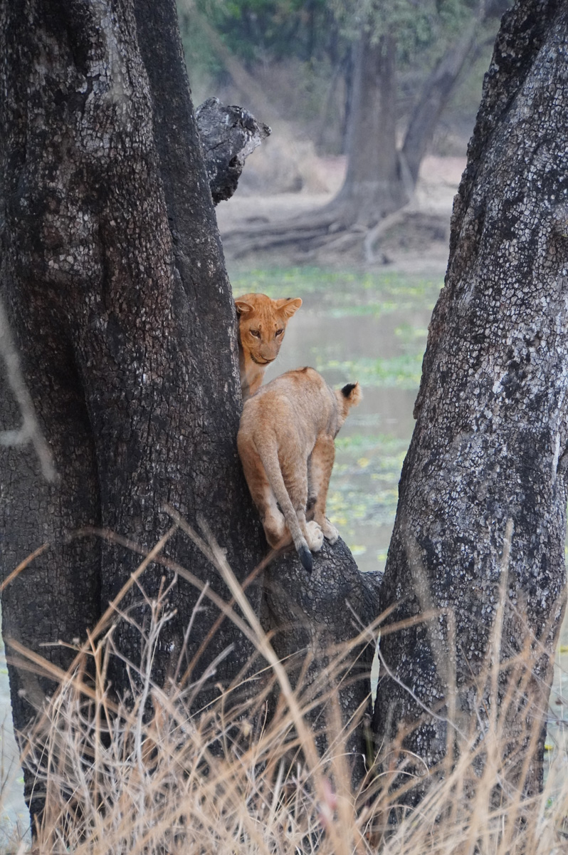 Lions