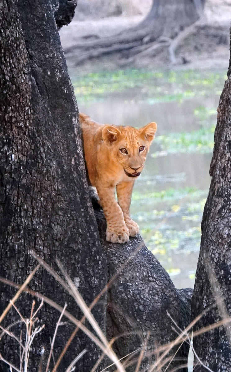 Lions