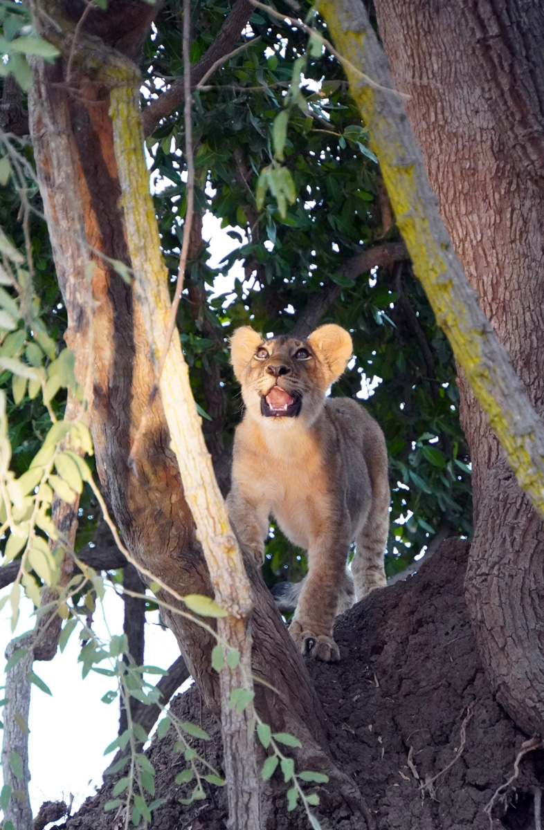Lions