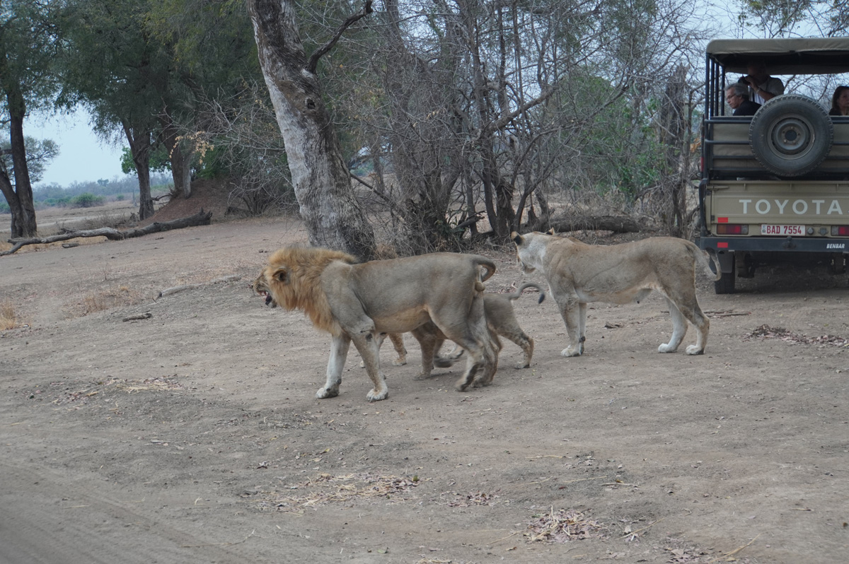 Lions