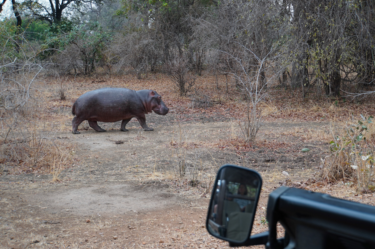 Hippos, Unusual day-time wandering hippo