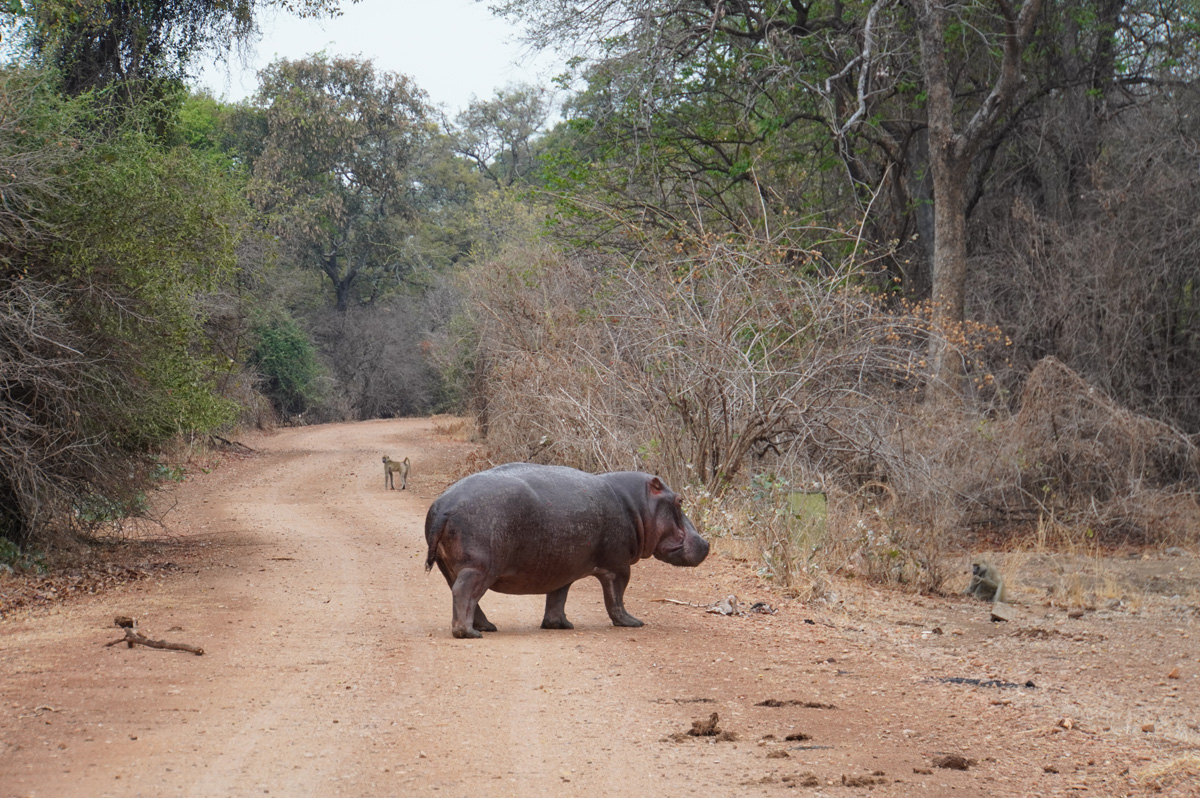 Hippos