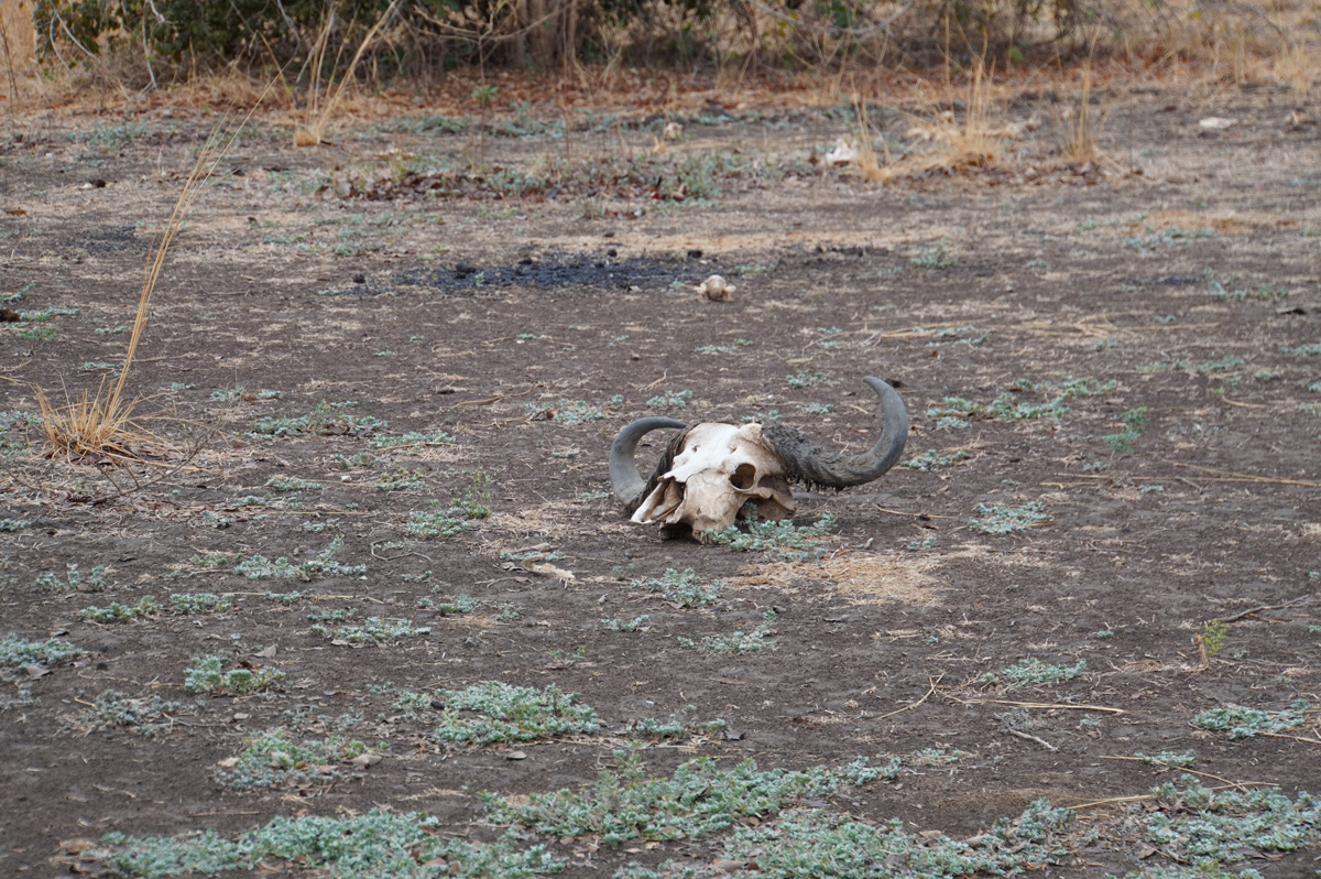 Around South Luangwa