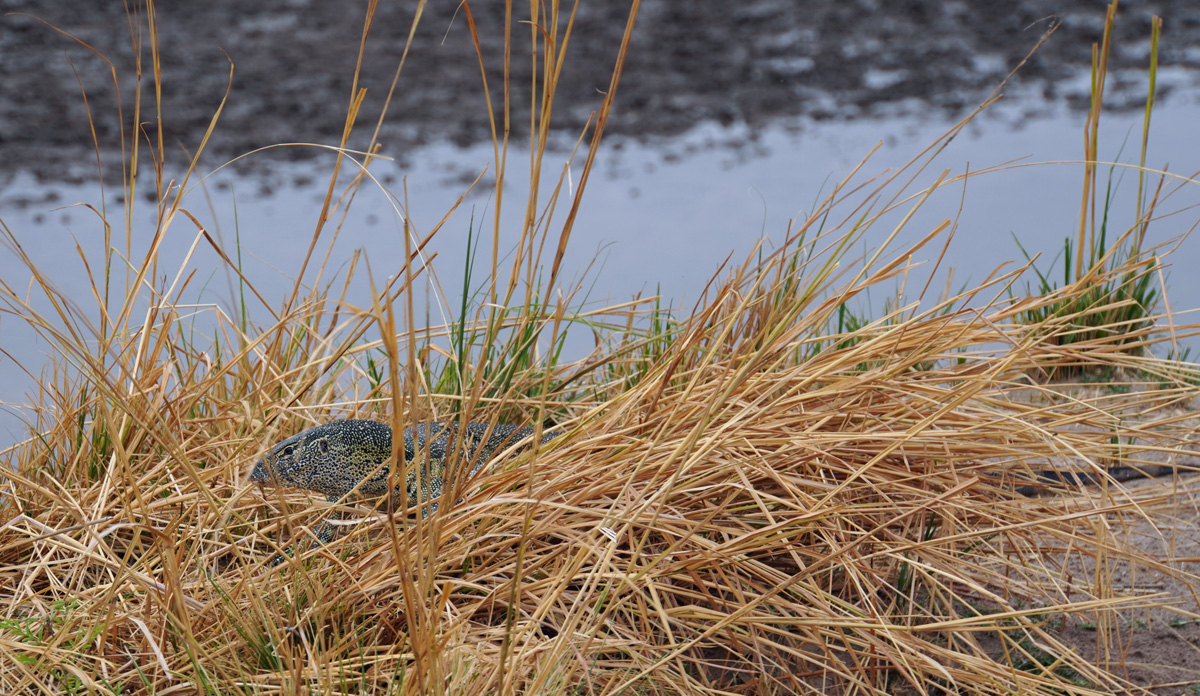 Other Animals, Lurking Monitor Lizard (facing left, tail on right)