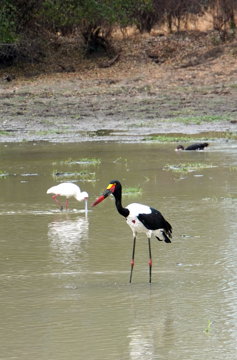 Birds