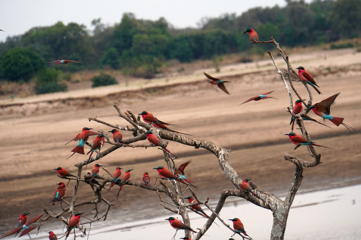 Birds, Carmine Bee Eaters