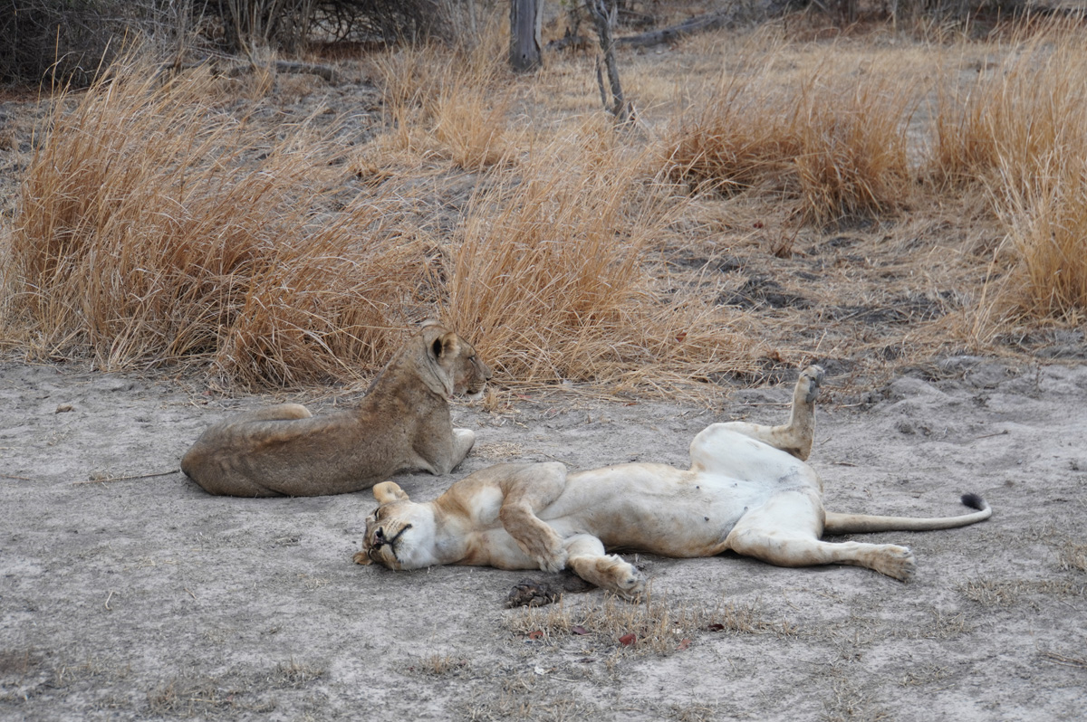 Lions